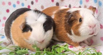 Rescue Guinea Pig Guinea Pigs for Adoption in Chicago Heights, Illinois - Pumpkin | PetCurious